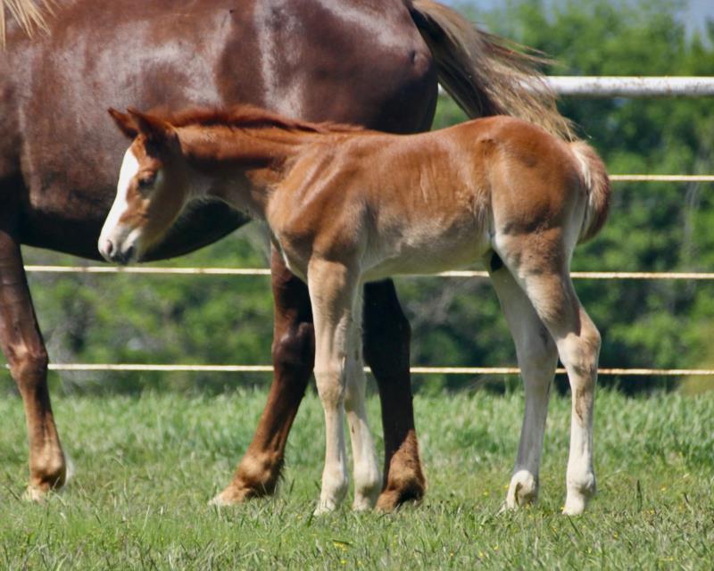 Frozen Enterprise
